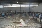 Sea Shell Buttons Factory Indonesia