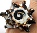 Seashell rings fashion accessories